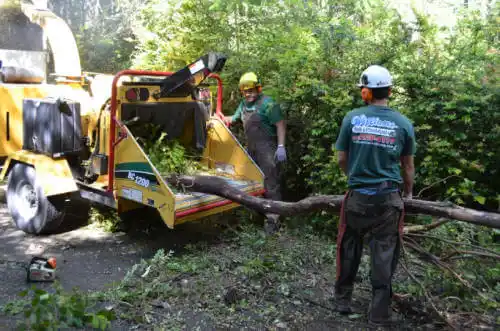 tree services Rancho Cucamonga